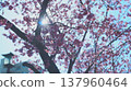 Cherry blossoms bathed in spring sunlight 137960464