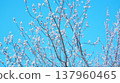 Blue sky and peach blossoms 137960465