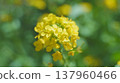 Canola flowers in full bloom　 137960466