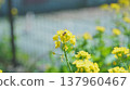 Bees perching on rape blossoms 137960467