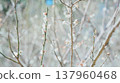 Cherry blossoms that have begun to bloom 137960468