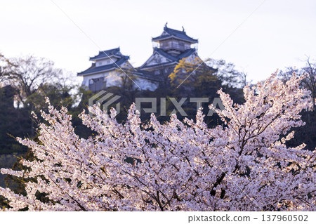 The "castle in the sky," Echizen Ono Castle, and cherry blossoms floating in the spring twilight. The "castle in the sky," Echizen Ono Castle, and cherry blossoms floating in the spring twilight. 137960502