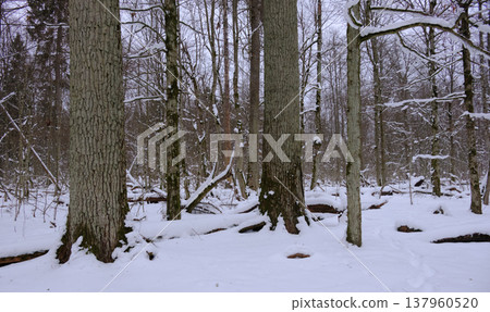 Winter forest landscape with snow covering trees Winter forest landscape with snow covering trees 137960520