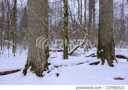 Winter forest landscape with old trees and snow Winter forest landscape with old trees and snow 137960521