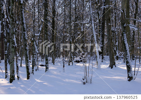 Snow covered forest landscape with winter sunlight Snow covered forest landscape with winter sunlight 137960525