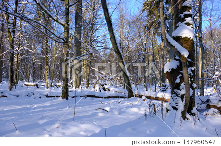 Winter forest landscape showcasing snow covered trees 137960542