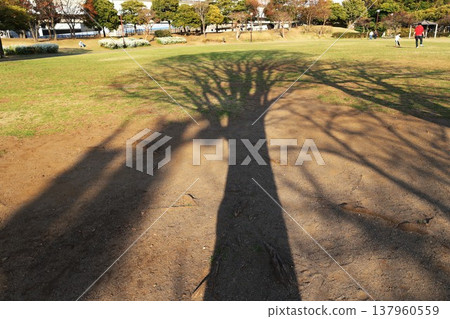 The shade of a large tree in a park on a holiday The shade of a large tree in a park on a holiday 137960559