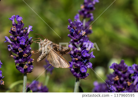 Moth pollinating purple lavender flowers in garden Moth pollinating purple lavender flowers in garden 137960595