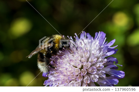 Bumblebee pollinating purple flower collecting nectar in summer Bumblebee pollinating purple flower collecting nectar in summer 137960596
