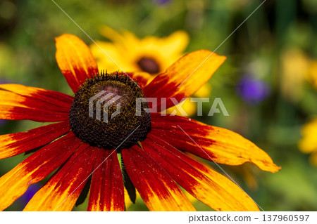 Black eyed Susan flower blooming in a summer garden Black eyed Susan flower blooming in a summer garden 137960597