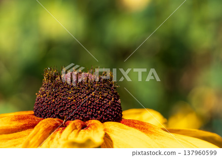 Black eyed Susan flower head close up blooming in garden 137960599