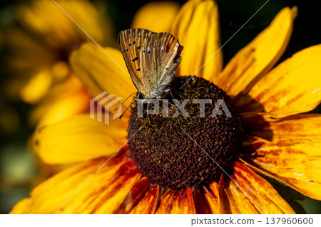 Butterfly pollinating a yellow rudbeckia flower in a garden Butterfly pollinating a yellow rudbeckia flower in a garden 137960600