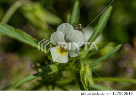 Field pansy flower blooming in vibrant spring nature 137960616