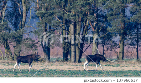 Two moose walking through forest edge field 137960617