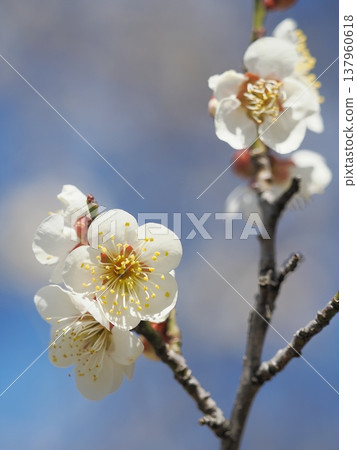 white plum blossom 137960618