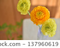 Ranunculus 137960619