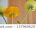 Ranunculus 137960620