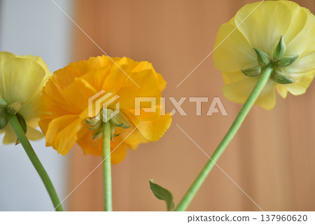 Ranunculus 137960620