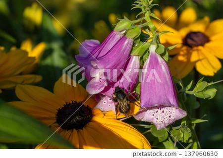 Bumblebee pollinating foxglove flower in a summer garden Bumblebee pollinating foxglove flower in a summer garden 137960630