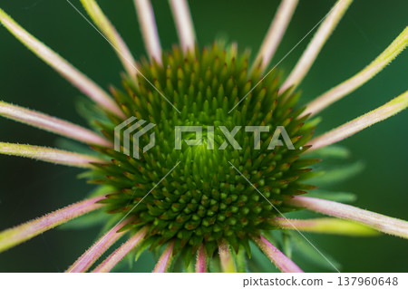 Echinacea flower head detail showing central disc florets Echinacea flower head detail showing central disc florets 137960648