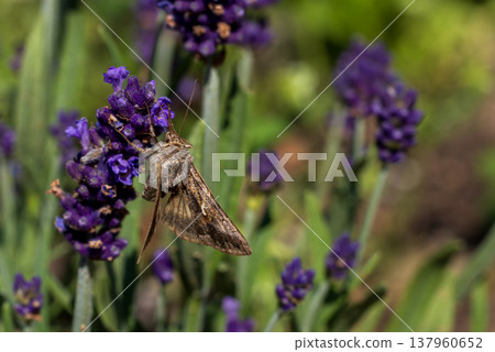 Moth pollinating purple lavender flowers in garden Moth pollinating purple lavender flowers in garden 137960652