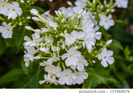 White phlox flowers blooming in a summer garden with morning dew 137960676