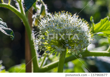 Allium flower blooming with white blossoms in garden 137960677