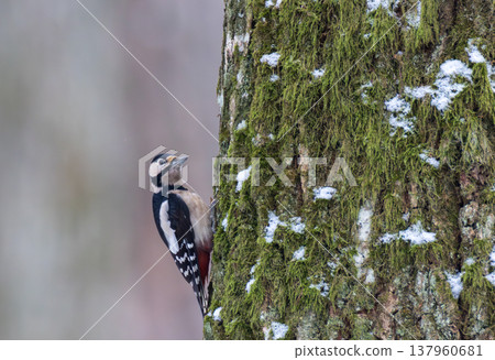 Great spotted woodpecker climbing mossy tree trunk in winter 137960681