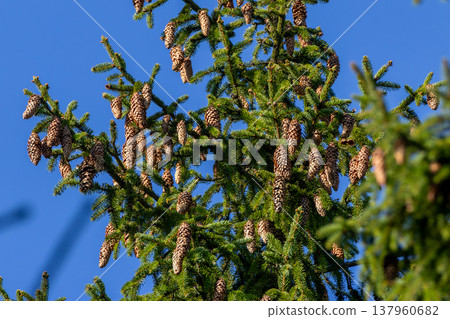 Spruce tree branches growing pine cones against blue sky Spruce tree branches growing pine cones against blue sky 137960682