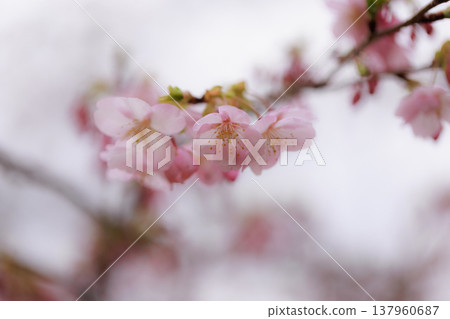 櫻花 00042 137960687