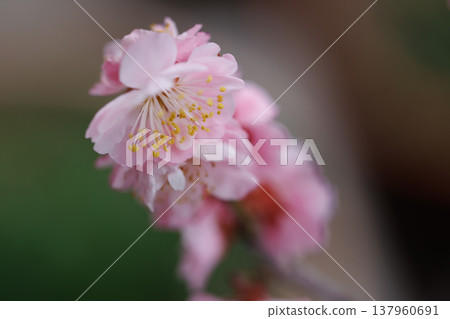 櫻花 00046 櫻花 00046 137960691