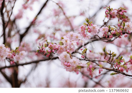 櫻花 00047 137960692