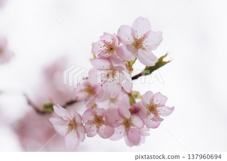 櫻花 00049 櫻花 00049 137960694
