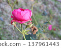 一朵紅玫瑰 137961443