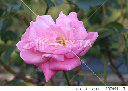 pink roses are blooming 137961445
