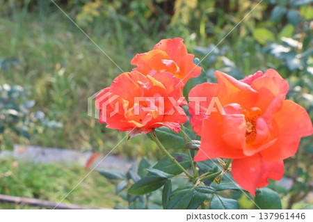 紅玫瑰 紅玫瑰 137961446