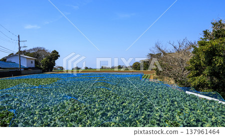三浦市、三浦半島的高麗菜和蘿蔔田 三浦市、三浦半島的高麗菜和蘿蔔田 137961464