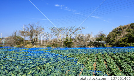 三浦市、三浦半島的高麗菜和蘿蔔田 三浦市、三浦半島的高麗菜和蘿蔔田 137961465