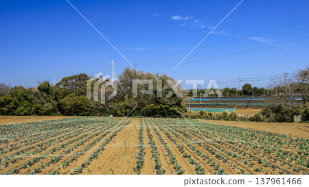 Cabbage and radish fields in Miura City, Miura Peninsula Cabbage and radish fields in Miura City, Miura Peninsula 137961466