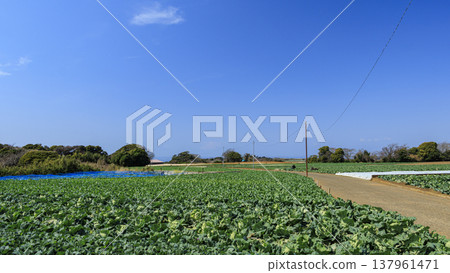 Cabbage and radish fields in Miura City, Miura Peninsula Cabbage and radish fields in Miura City, Miura Peninsula 137961471