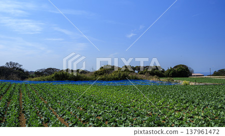 Cabbage and radish fields in Miura City, Miura Peninsula Cabbage and radish fields in Miura City, Miura Peninsula 137961472