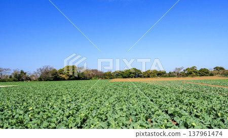 Cabbage and radish fields in Miura City, Miura Peninsula Cabbage and radish fields in Miura City, Miura Peninsula 137961474