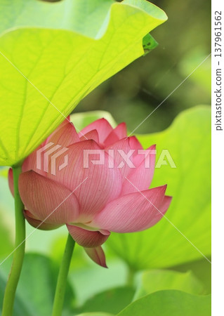 一朵蓮花在綠蔭下緩緩綻放-夏日景象 一朵蓮花在綠蔭下緩緩綻放-夏日景象 137961562