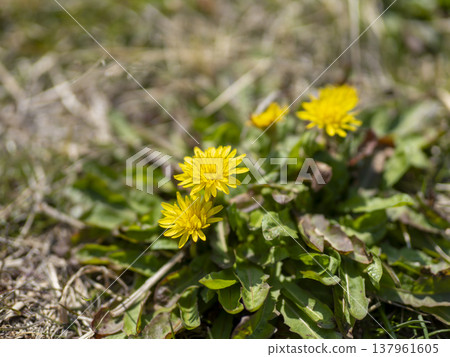 Japanese dandelions blooming in the field Japanese dandelions blooming in the field 137961605