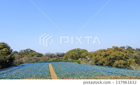 Landscape with fields in Miura Landscape with fields in Miura 137961632