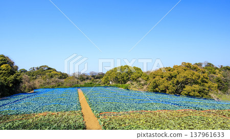 三浦的田野風景 三浦的田野風景 137961633