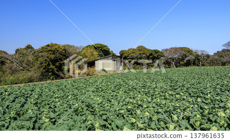 Landscape with fields in Miura Landscape with fields in Miura 137961635