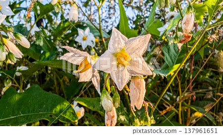 White nightshade flowers shrouded in morning mist White nightshade flowers shrouded in morning mist 137961651