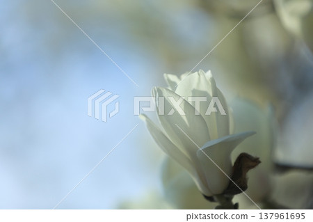 Haku Mokren Haku Mokren 137961695