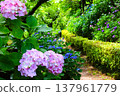 Pink hydrangea 137961779